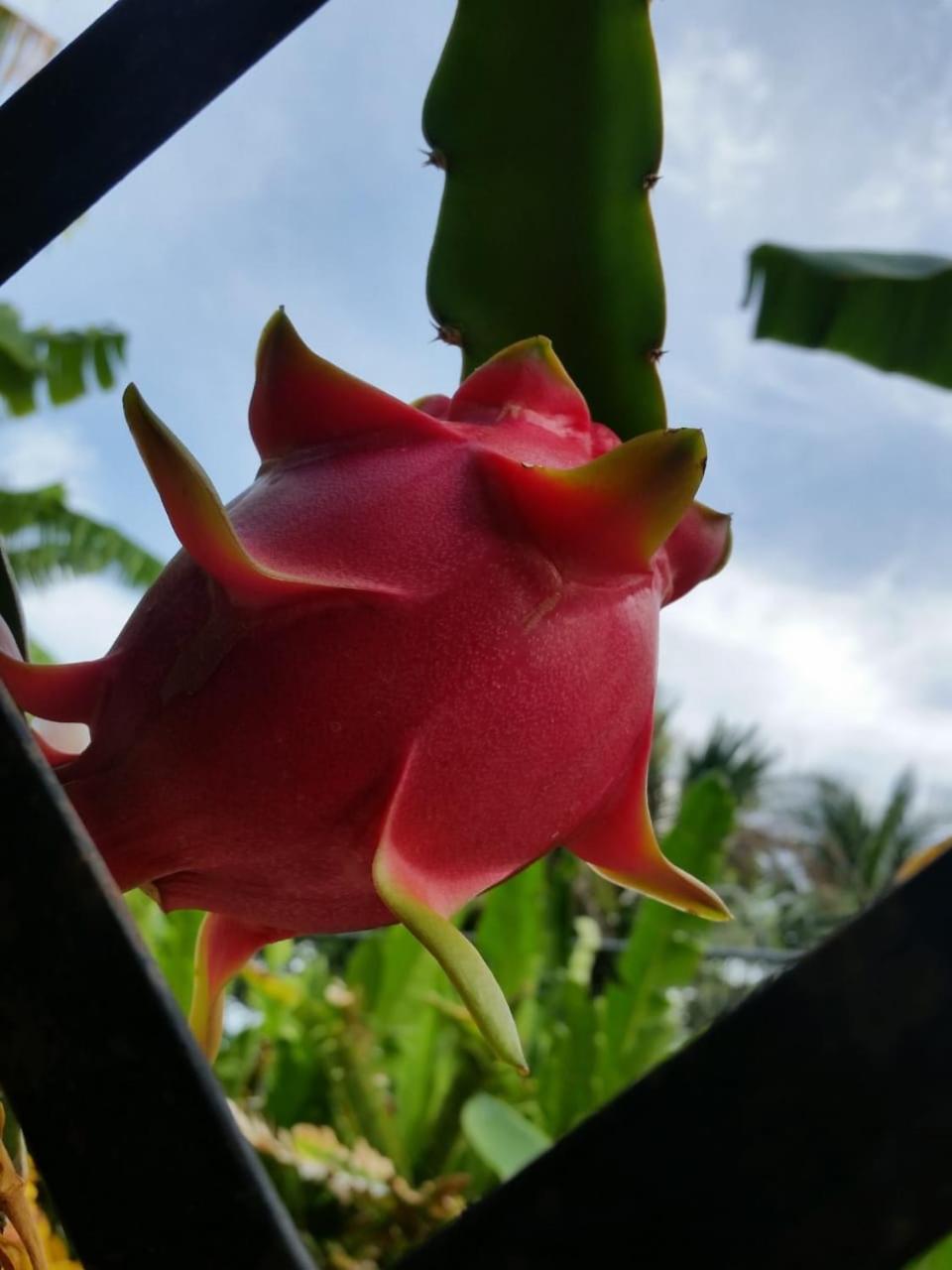 サンティアゴ・デ・ロス・カバリェロス Sana El Jardin Secretoホステル エクステリア 写真
